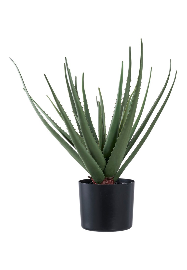 House Nordic ALOE VERA