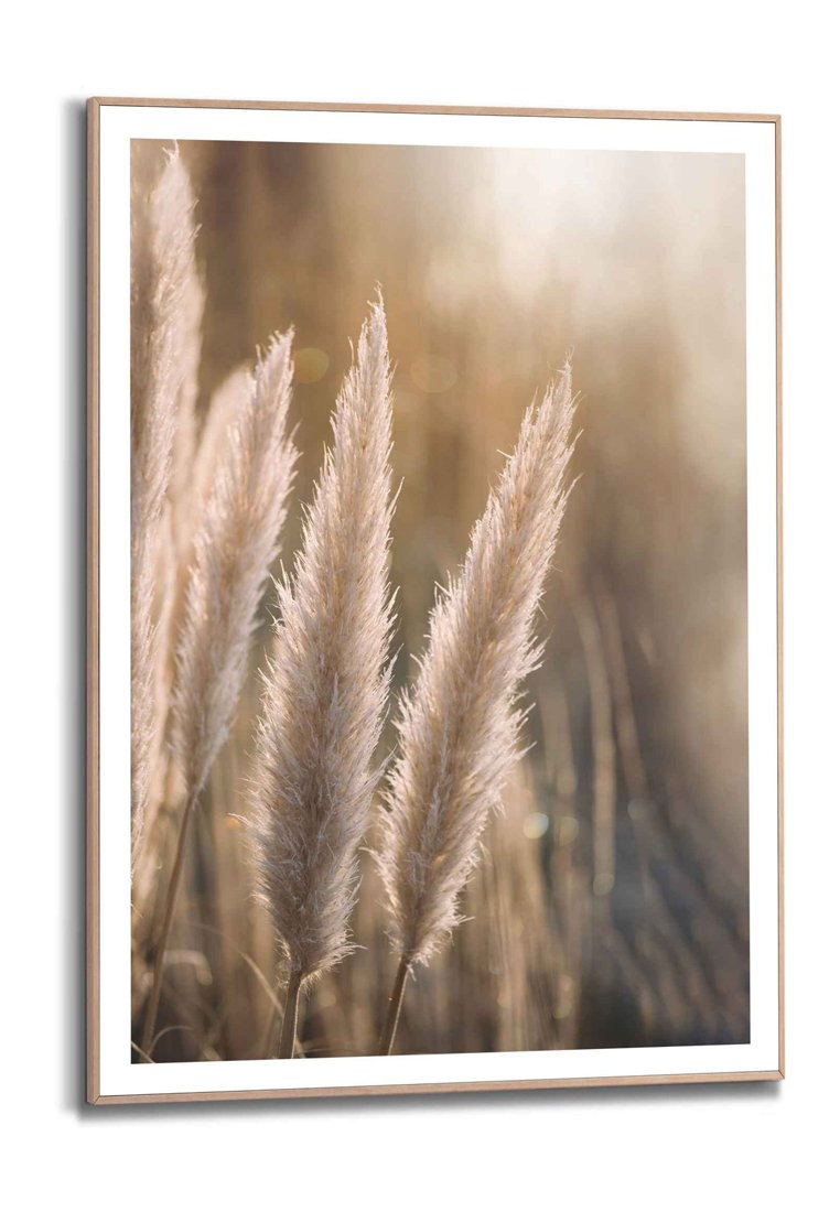 Orange Wallz EVENING GRASS