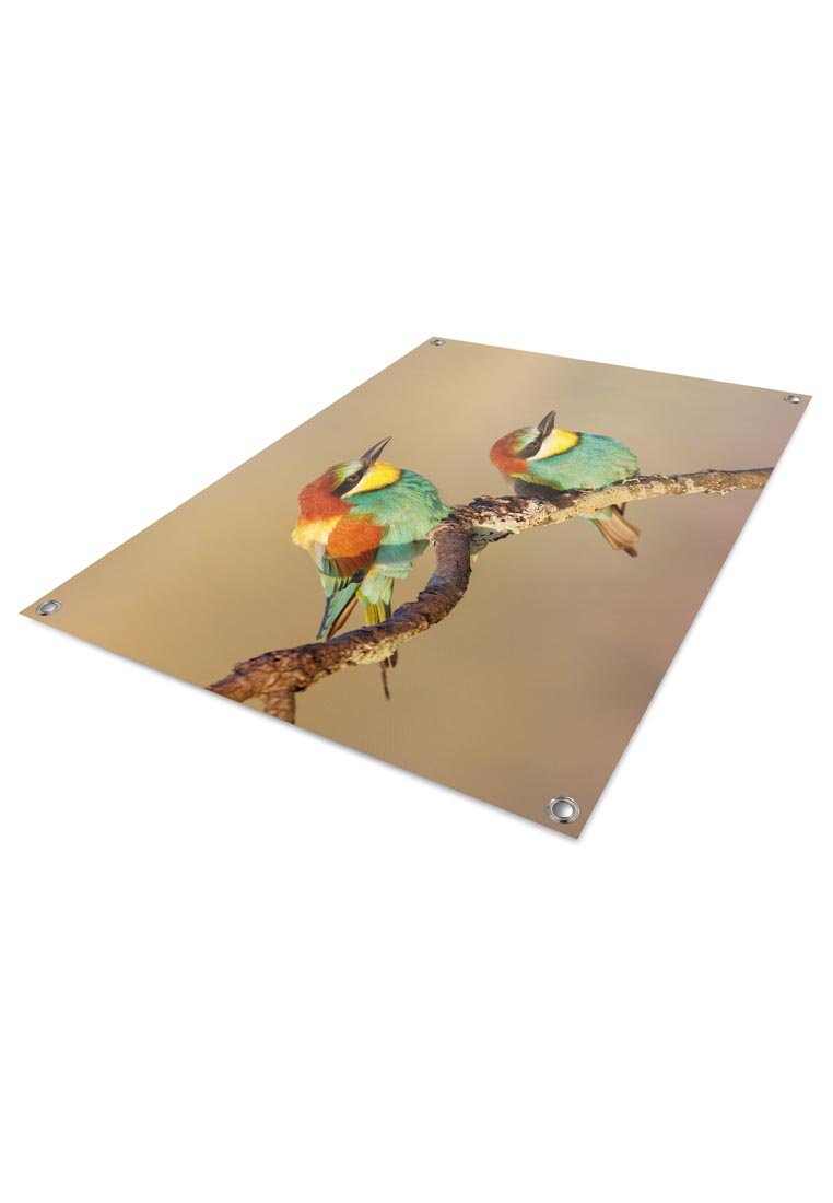 Orange Wallz COLOURED BIRDS