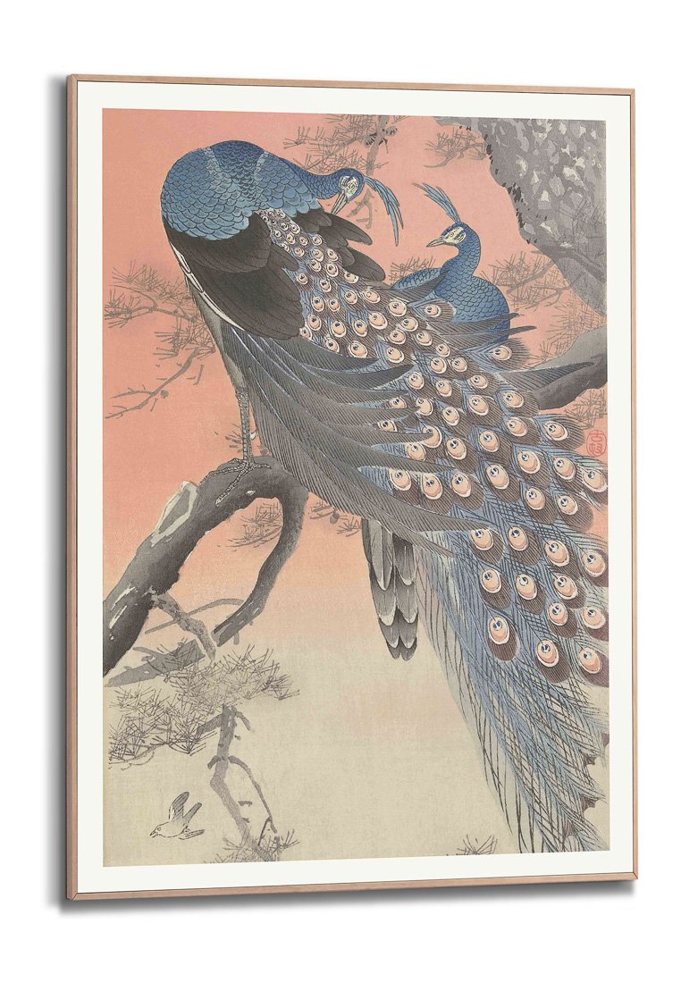 Orange Wallz PEACOCK ENCOUNTER