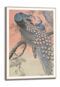 Orange Wallz PEACOCK ENCOUNTER