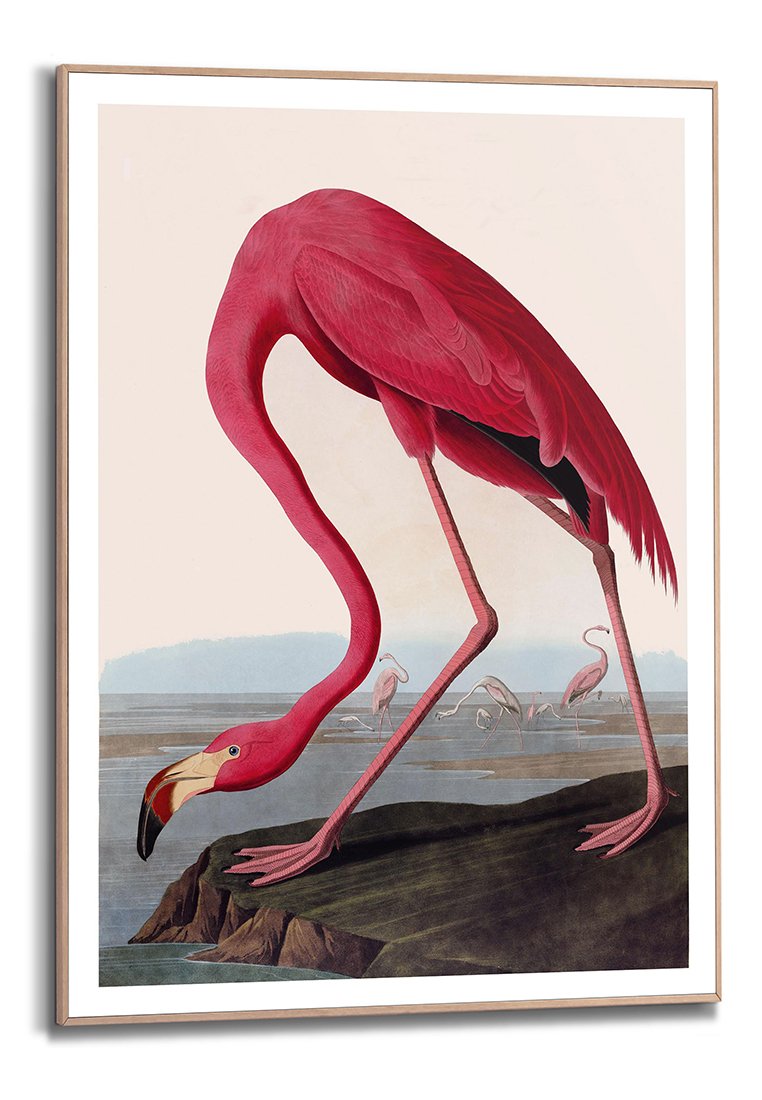 Orange Wallz AUDUBON FLAMINGO