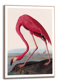 Orange Wallz AUDUBON FLAMINGO