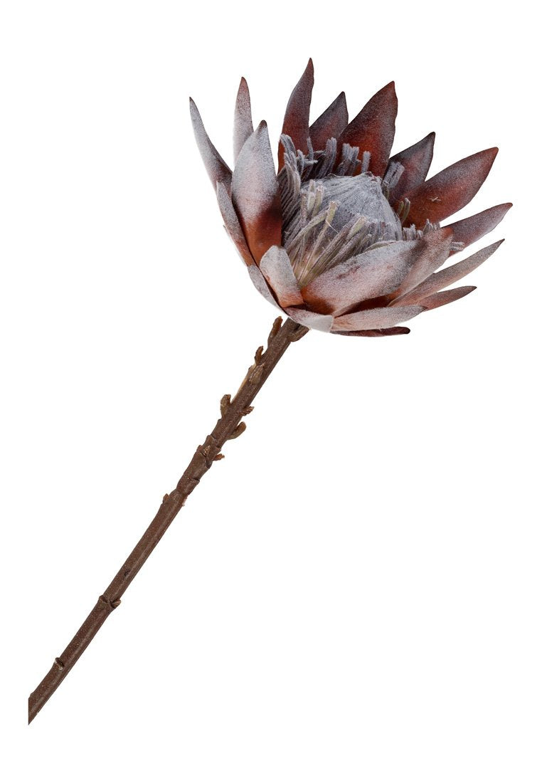 House Nordic KING PROTEA BOUQUET