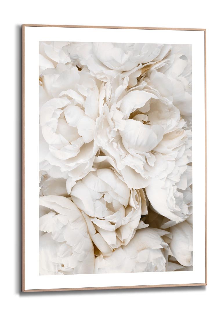 Orange Wallz BED OF WHITE ROSES