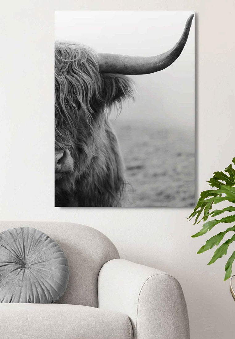 Orange Wallz HIGHLAND CATTLE