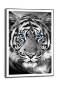 Orange Wallz TIGER