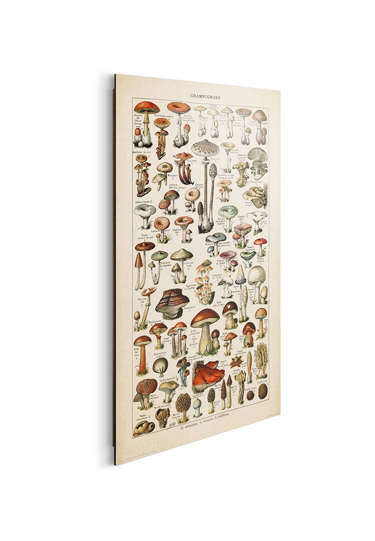 Orange Wallz MUSHROOMS