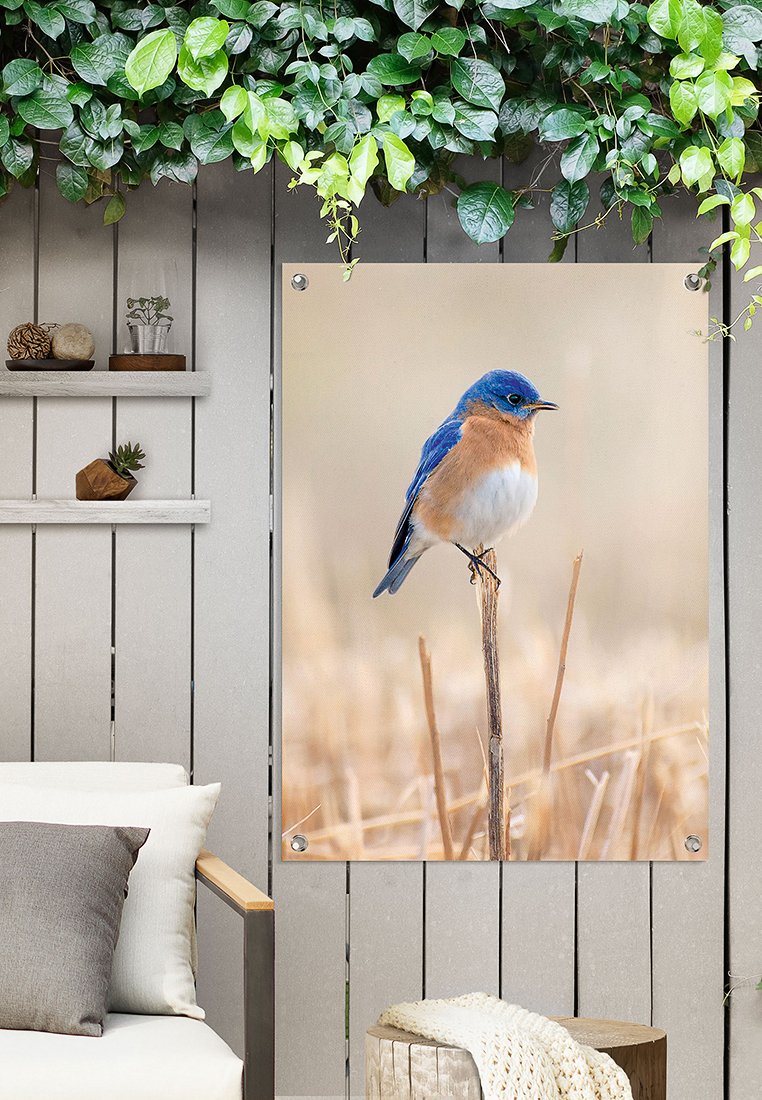Orange Wallz BIRD BLUES