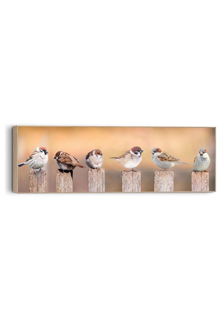 Orange Wallz SPARROWS