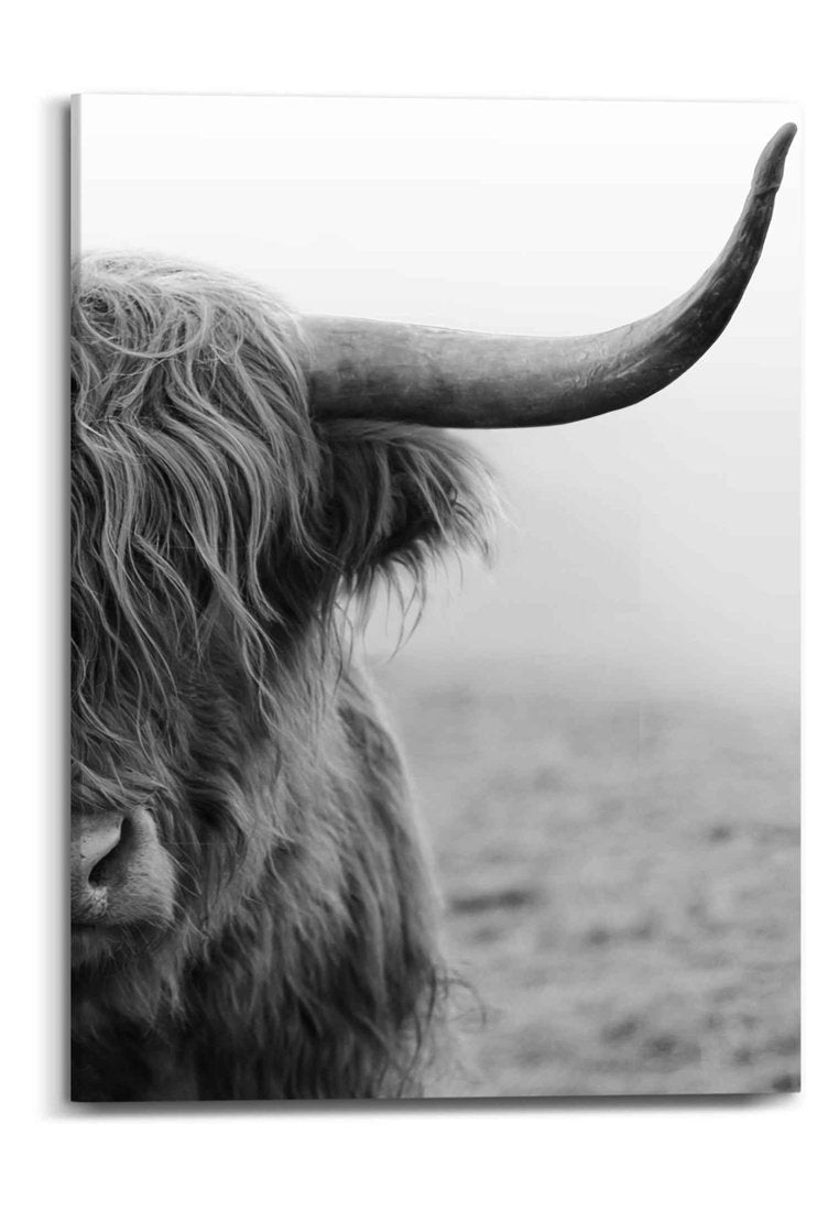 Orange Wallz HIGHLAND CATTLE