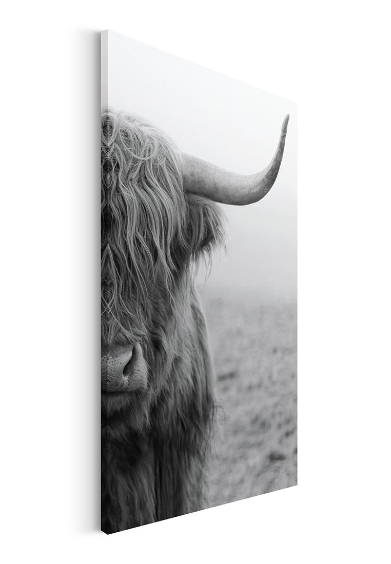 Orange Wallz HIGHLAND CATTLE