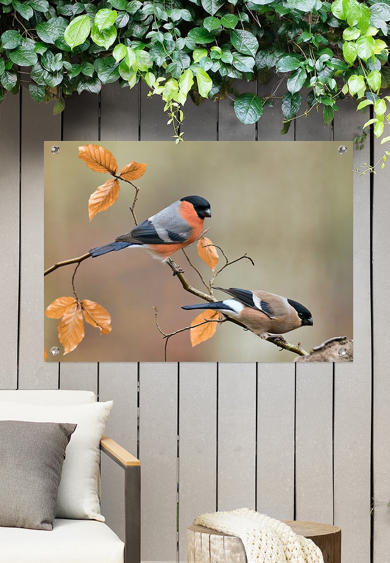 Orange Wallz FINCH FAMILY