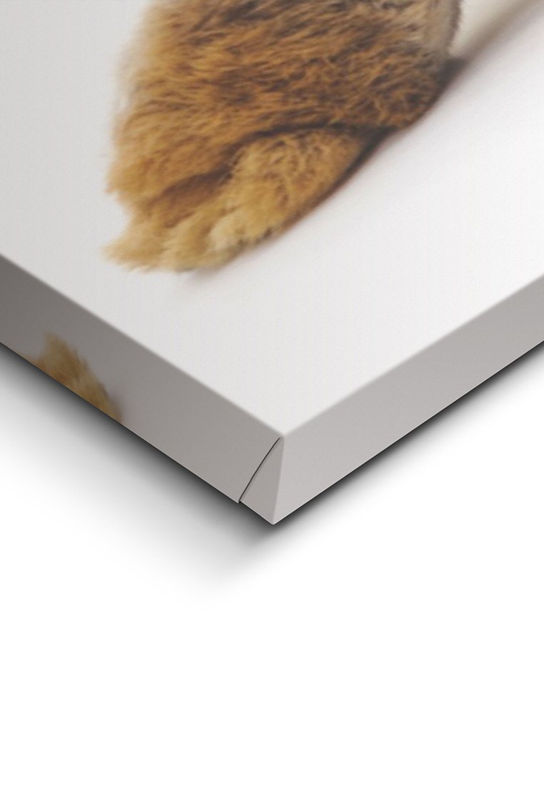 Orange Wallz RABBIT