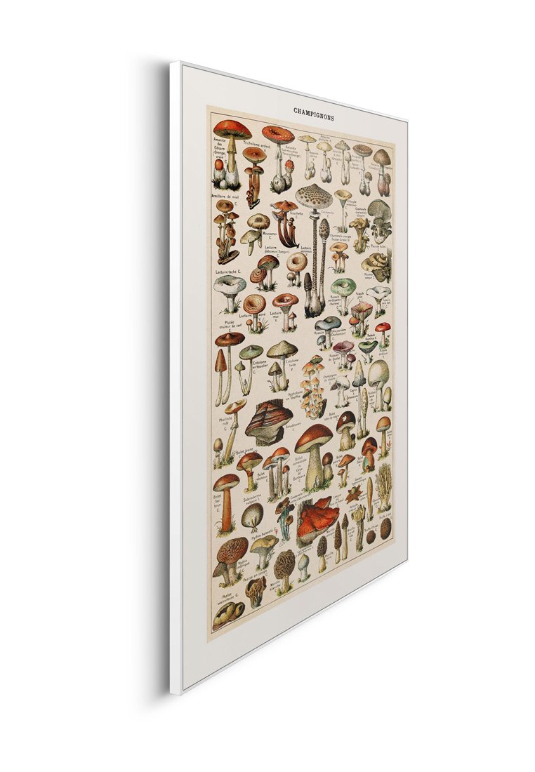 Orange Wallz CHAMPIGNONS