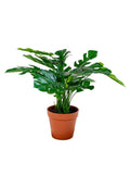 House Nordic MONSTERA