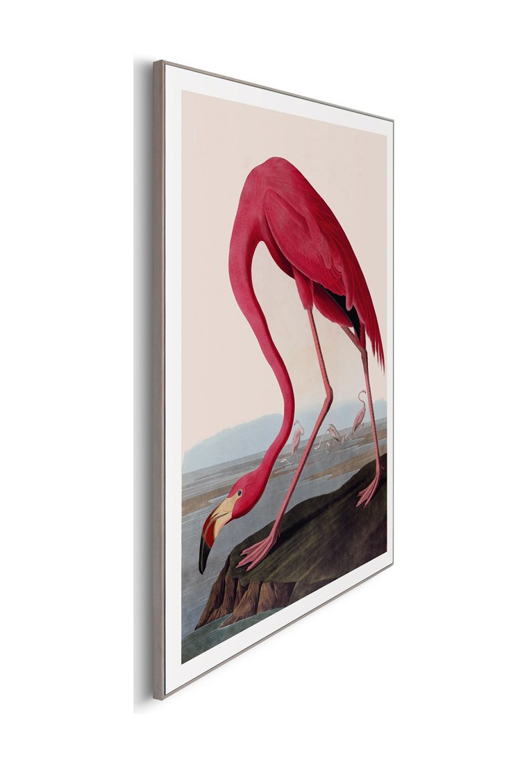 Orange Wallz AUDUBON FLAMINGO