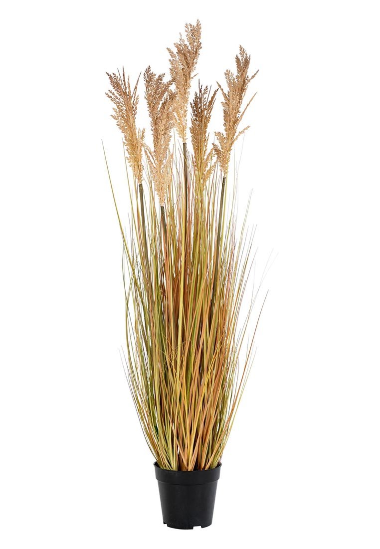 House Nordic SORGHUM