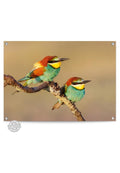 Orange Wallz COLOURED BIRDS