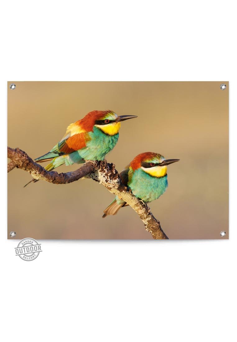 Orange Wallz COLOURED BIRDS