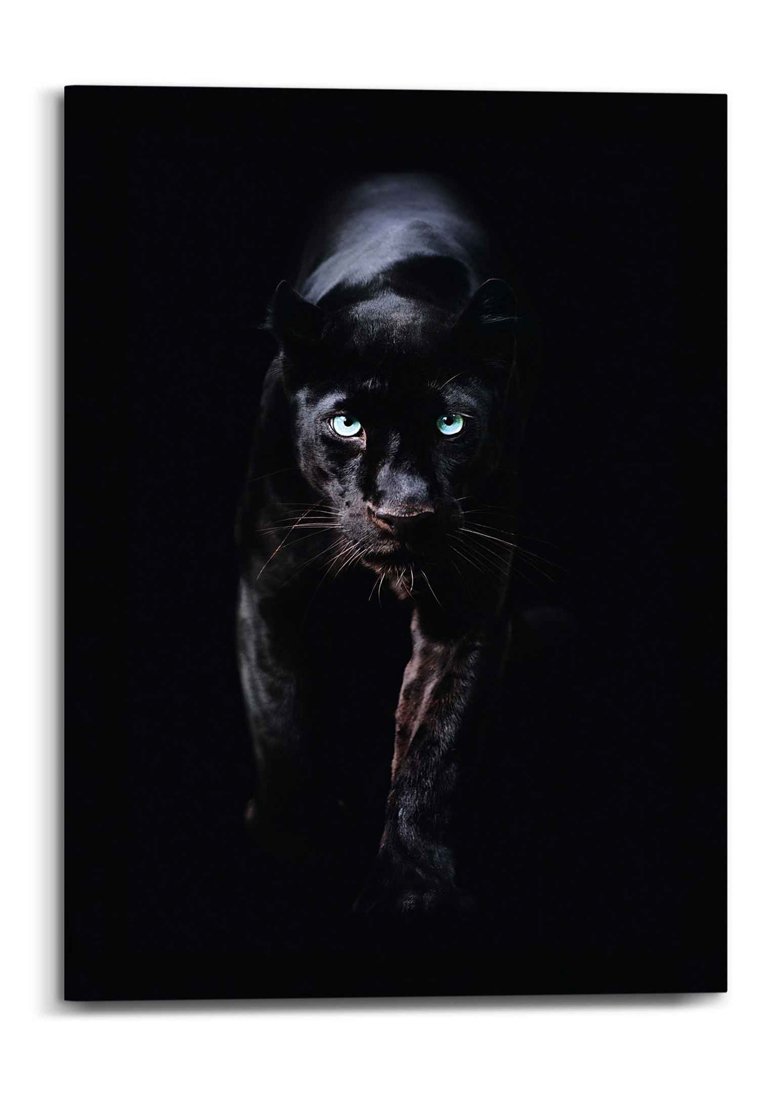 Orange Wallz BLACK CAT