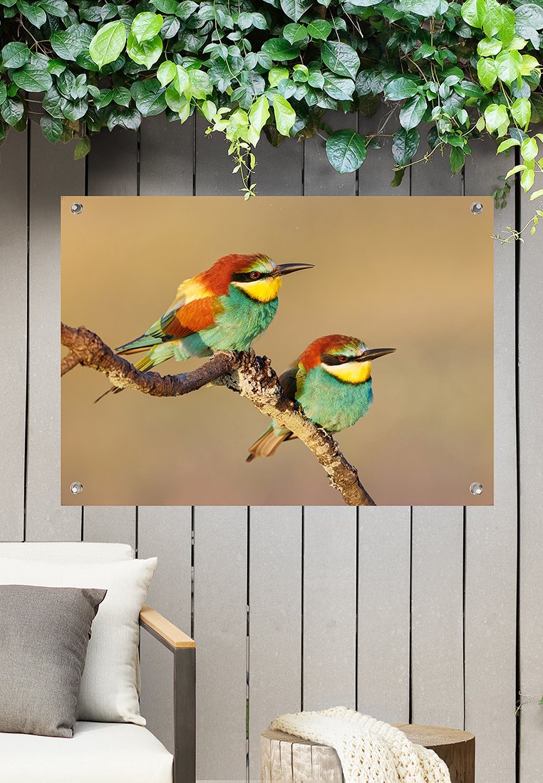 Orange Wallz COLOURED BIRDS