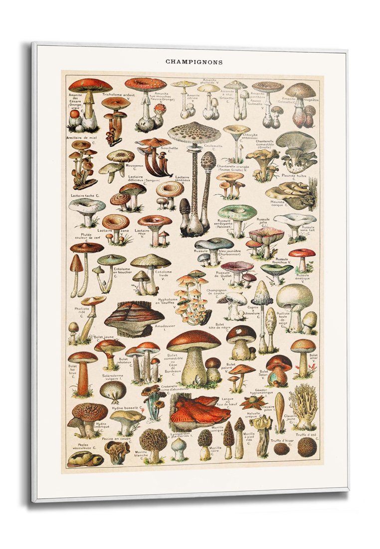 Orange Wallz CHAMPIGNONS