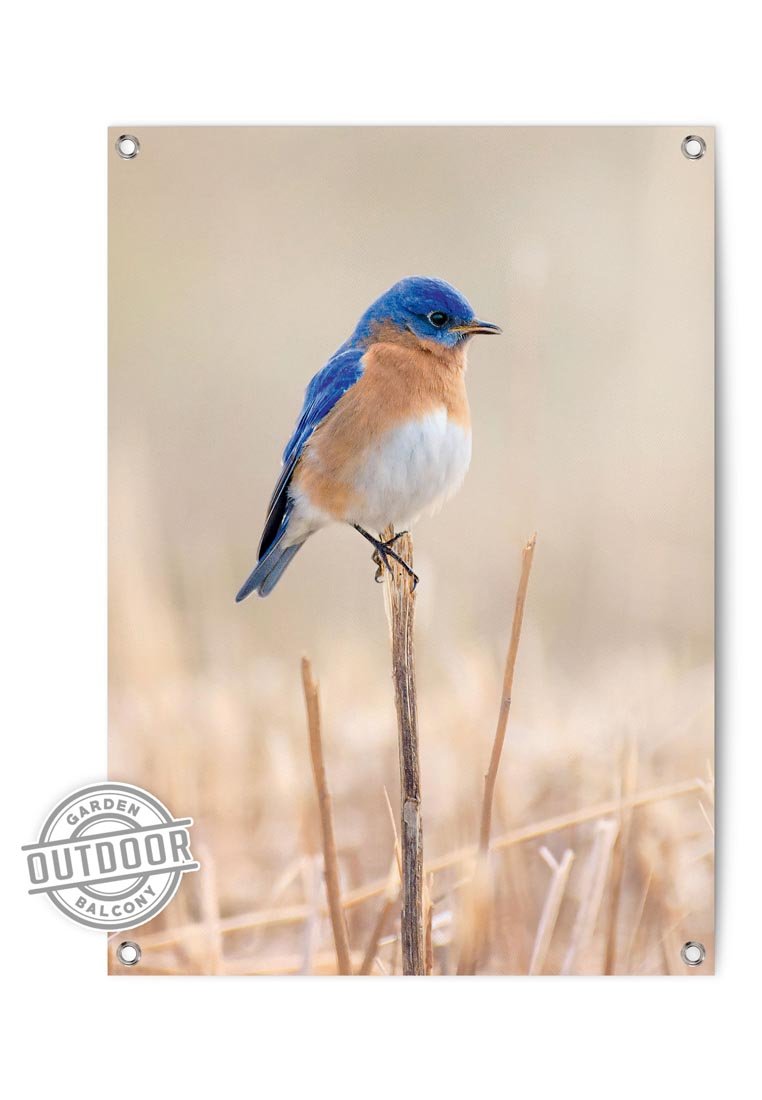 Orange Wallz BIRD BLUES