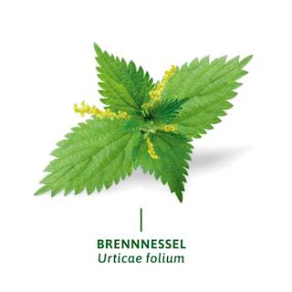 Arzneitee, Brennesselblätter Tee (8 Beutel) Bad Heilbrunner