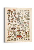 Orange Wallz MUSHROOMS