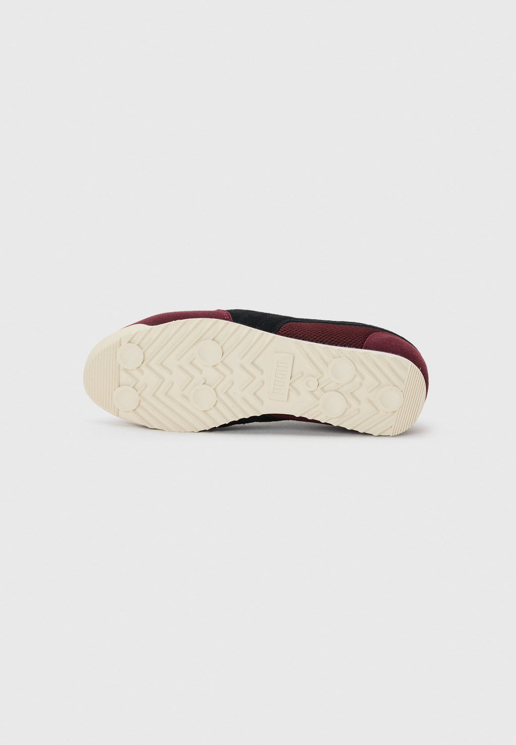 Puma ARIZONA