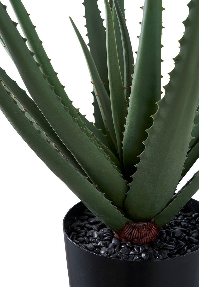 House Nordic ALOE VERA