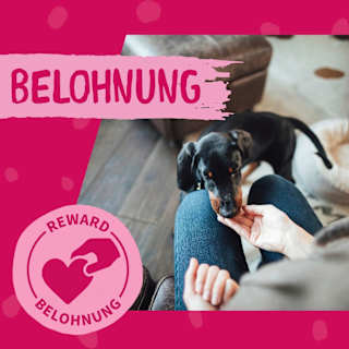 Kausnack Hund, Hühnerbruststreifen DOKAS