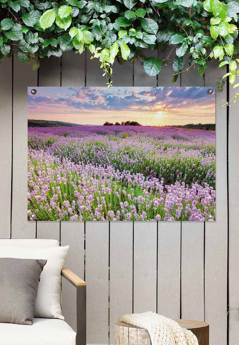 Orange Wallz SUNSET LAVENDER FIELD