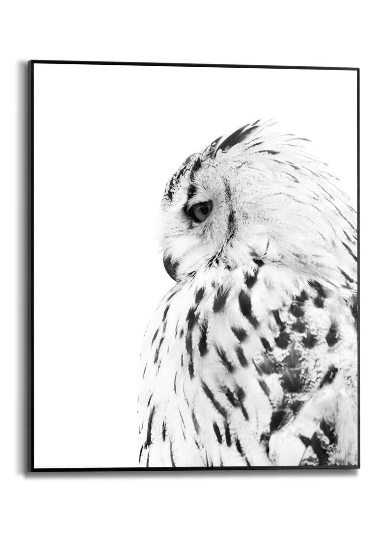 Orange Wallz SNOW OWL