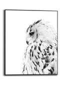 Orange Wallz SNOW OWL