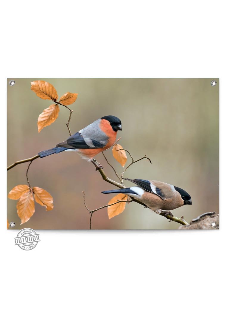 Orange Wallz FINCH FAMILY