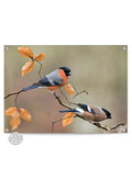 Orange Wallz FINCH FAMILY