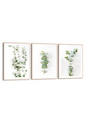 Orange Wallz EUCALYPTUS TRIO 3 PACK