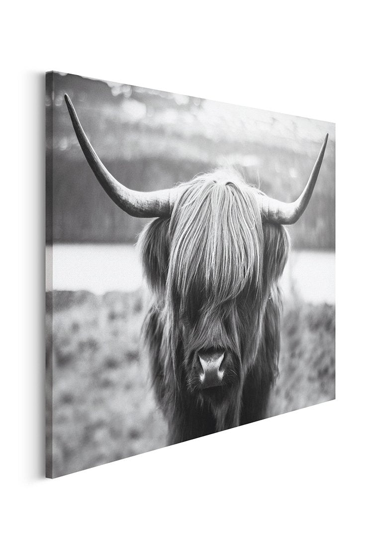 Orange Wallz HORNS IN FIELD