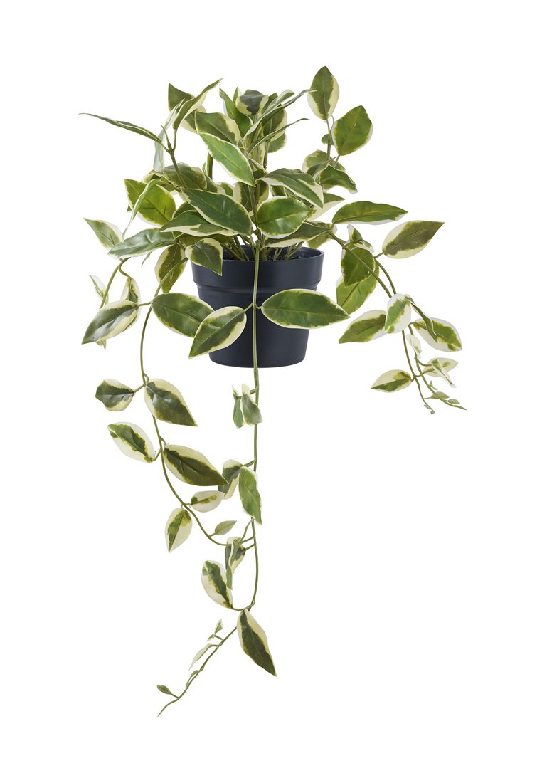 House Nordic HOYA CARNOSA