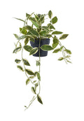 House Nordic HOYA CARNOSA