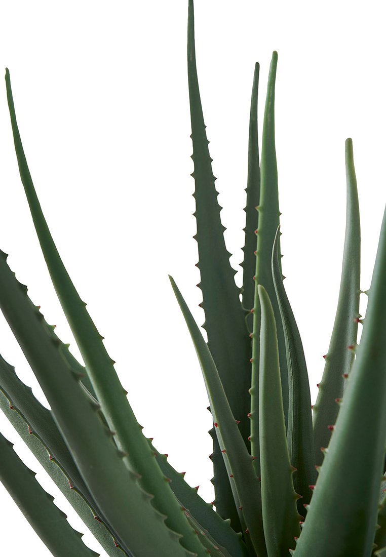 House Nordic ALOE VERA