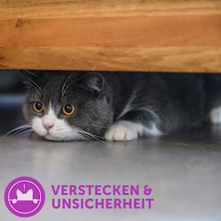 Nachfüllpack für Pheromonverdampfer "Classic" für Katzen (3 Stück) Feliway
