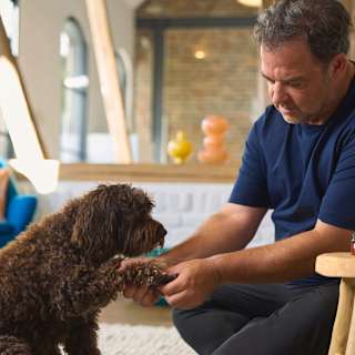 Hundeshampoo Kurzhaar Petchen